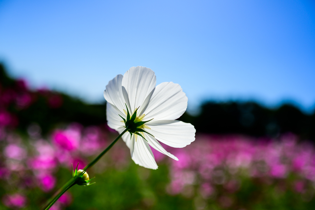 秋桜