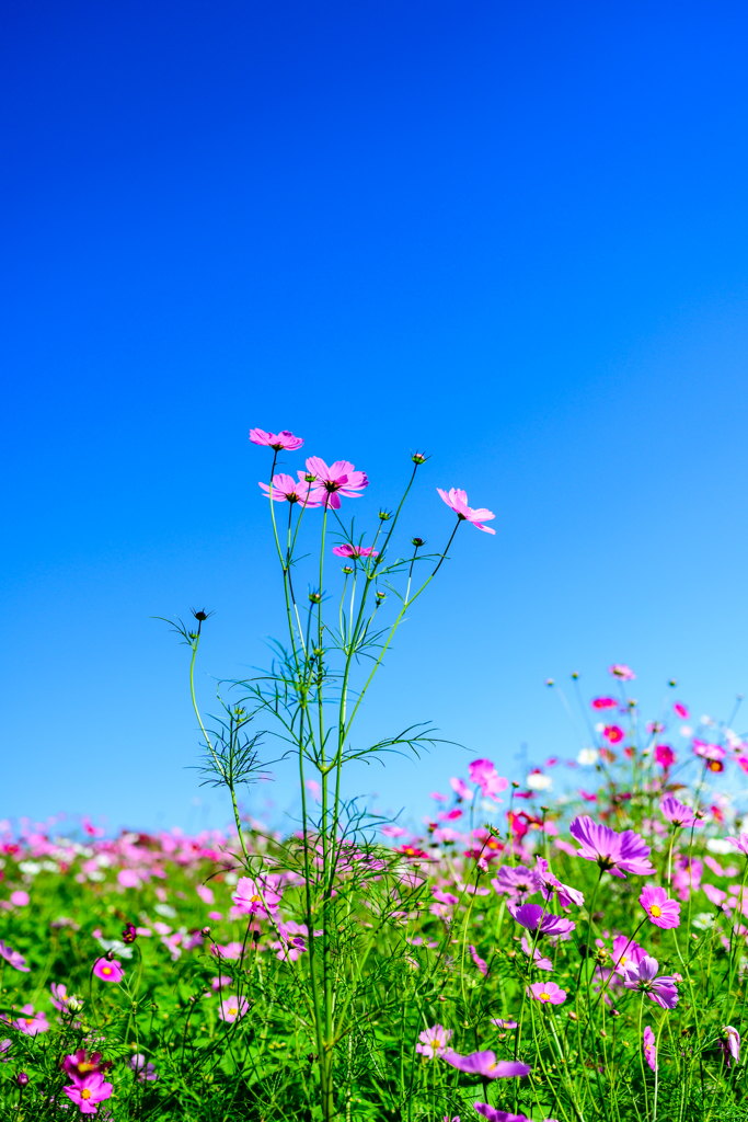 秋桜