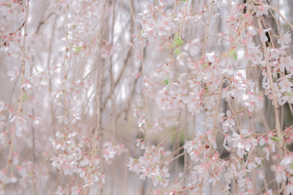 櫻花