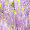 藤花