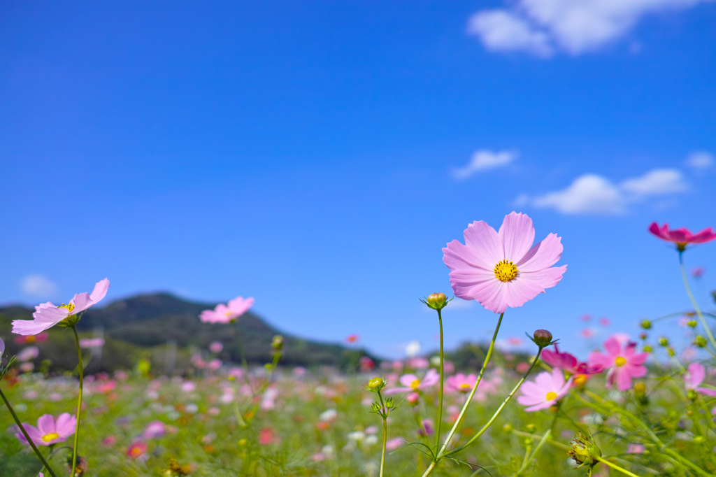 お花畑より