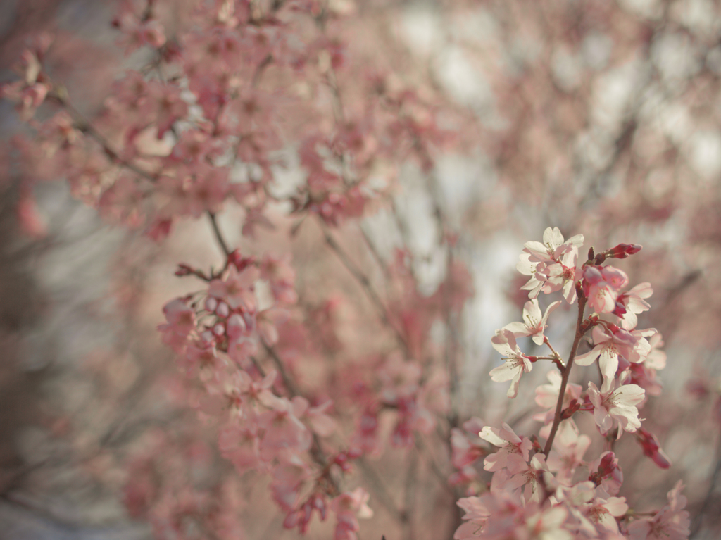 tokyo cherry blossoms
