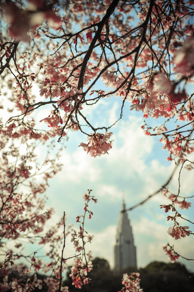 tokyo cherry blossoms