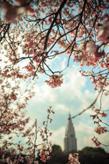 tokyo cherry blossoms