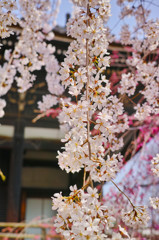 桜花