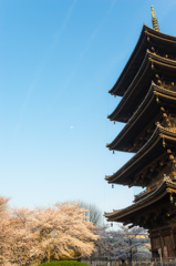 洛南の春