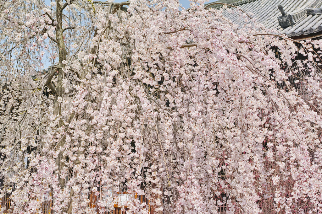 枝垂桜