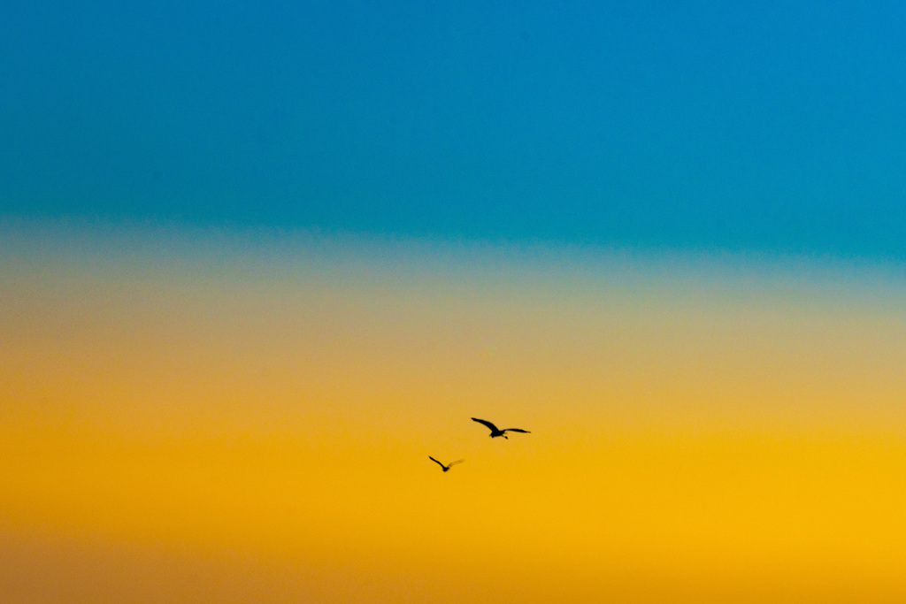 fly