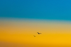 fly