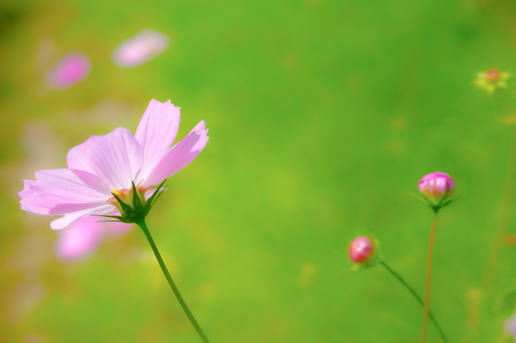 秋桜