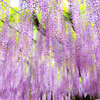 wisteria rain