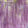 藤color
