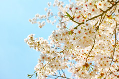 桜花