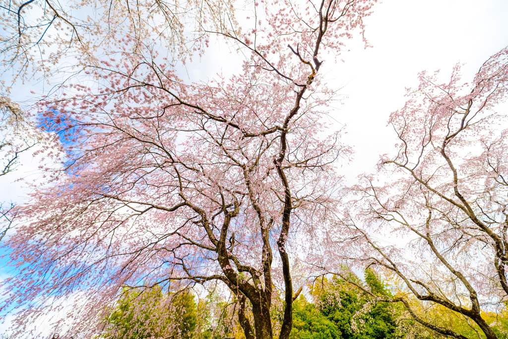 京、桜便
