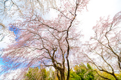 京、桜便