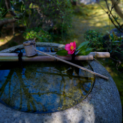 京、花便