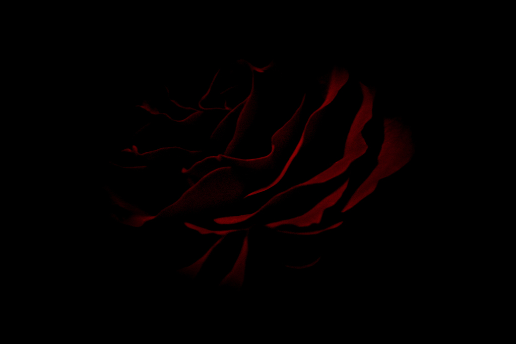 薔薇