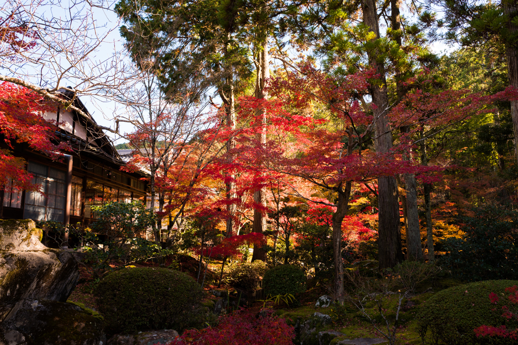 京秋
