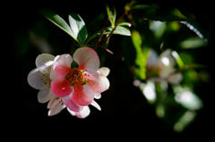 京、花便