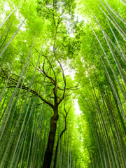 風色