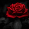 薔薇