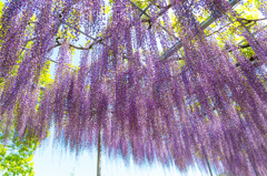 花房
