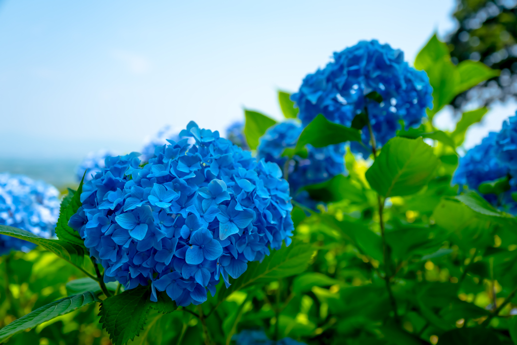 紫陽花
