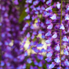 藤color