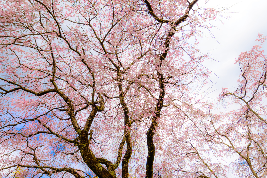 京、花便