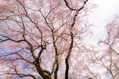 京、花便