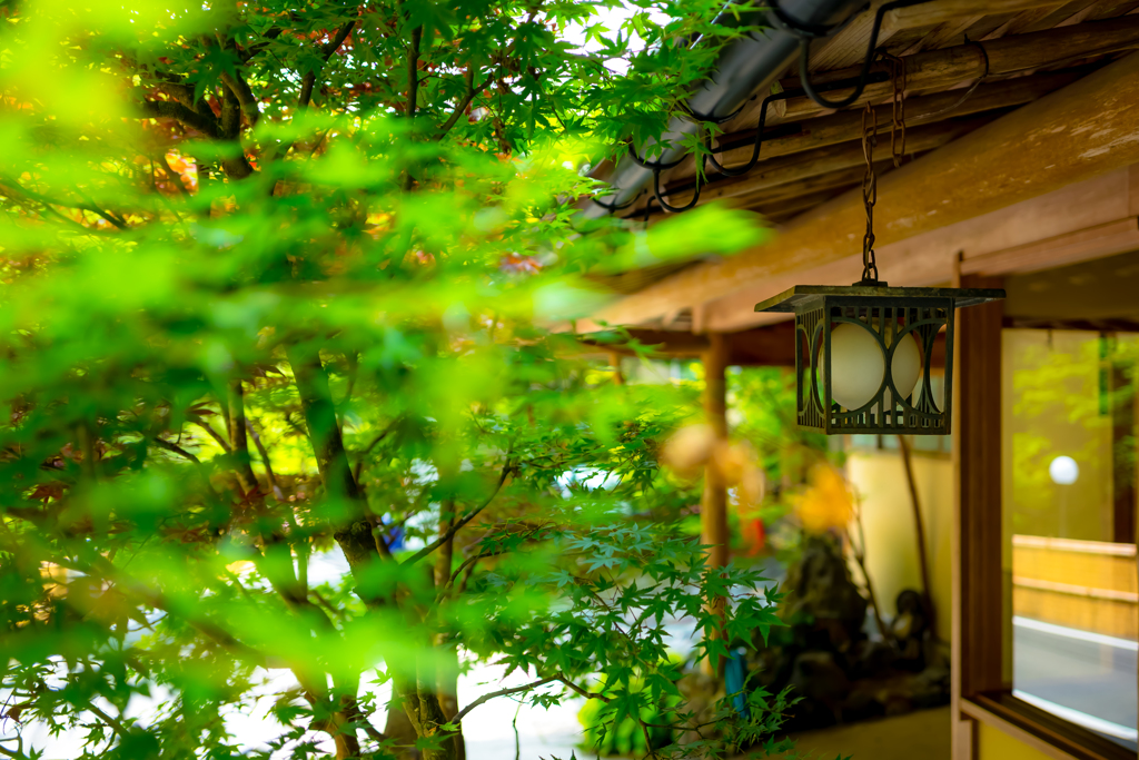 京夏便り