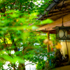 京夏便り