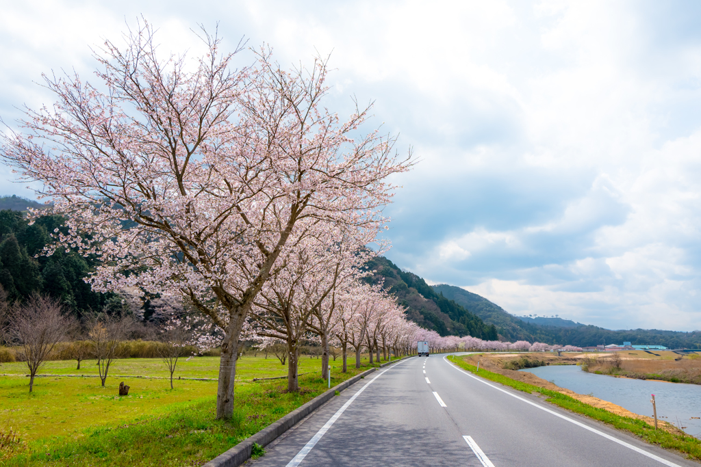 桜並木