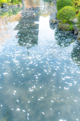 洛南の春