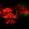 曼珠沙華