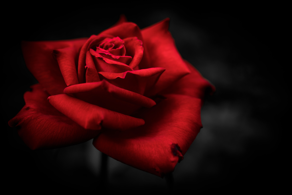 薔薇