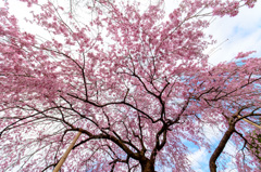 桜花