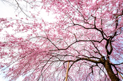 京、花桜