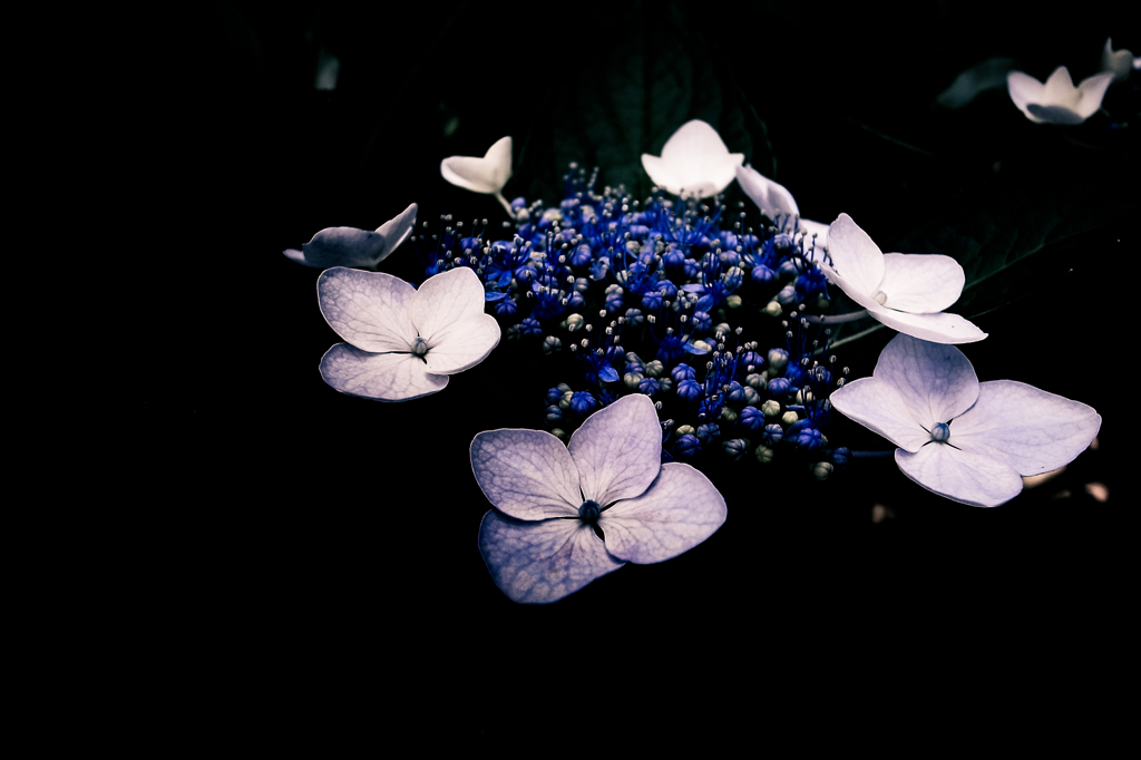 紫陽花