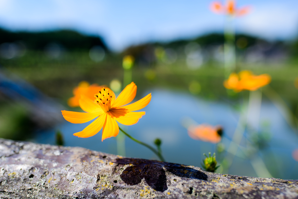 秋桜