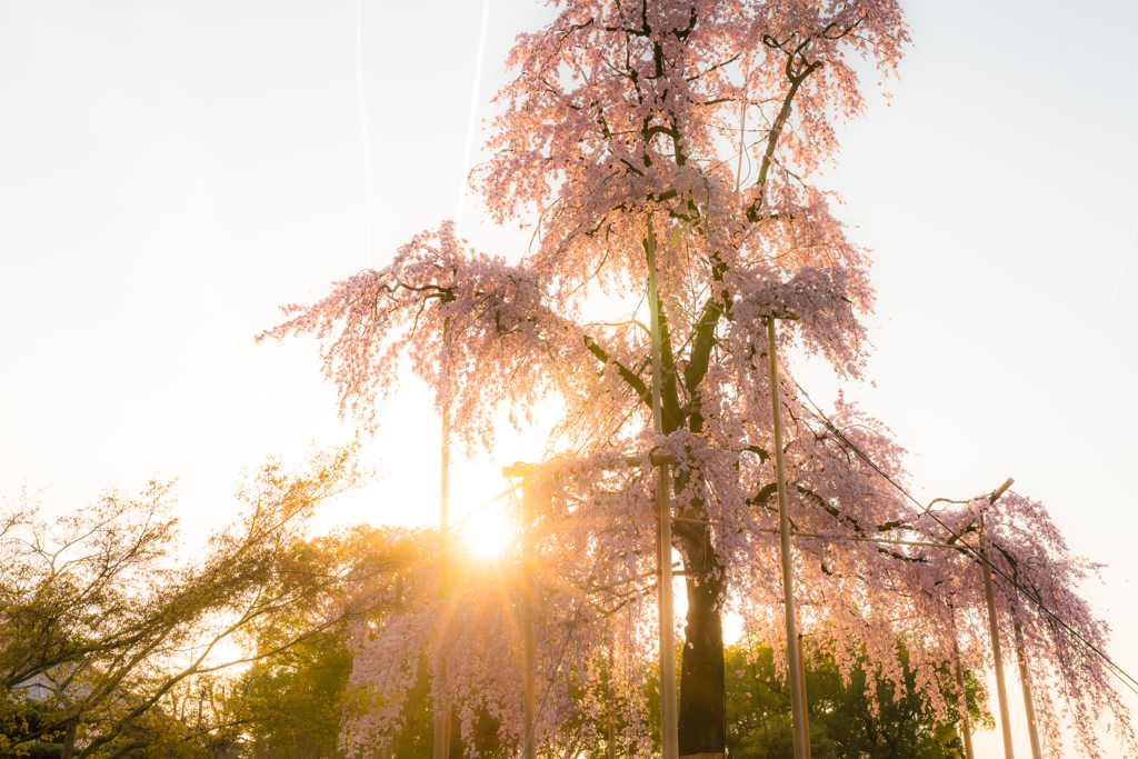 洛南春の夕刻