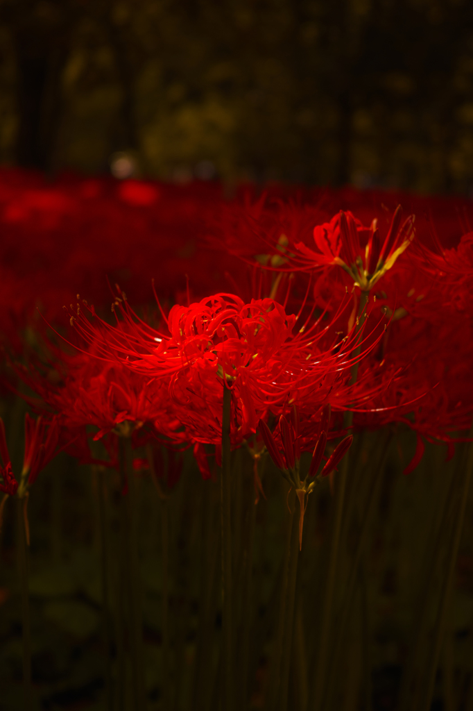 曼珠沙華