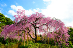 京、花便
