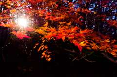 アサヒガアタルアキ