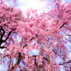 京、桜便