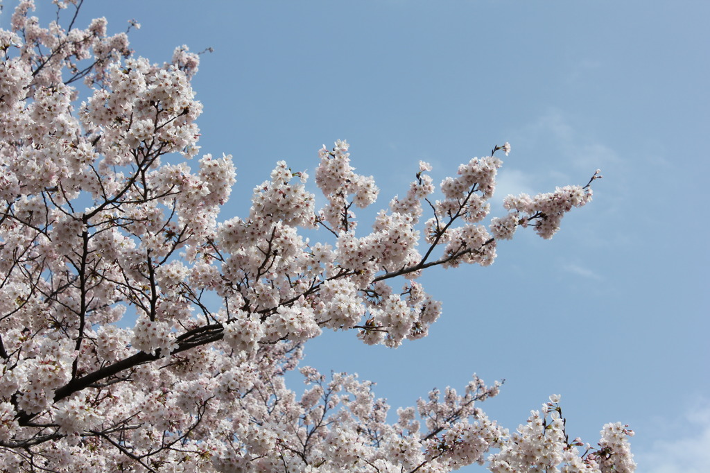 桜と昼空
