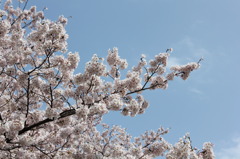 桜と昼空