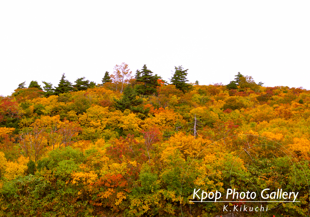 赤や黄色の紅葉が眩しい栗駒山！