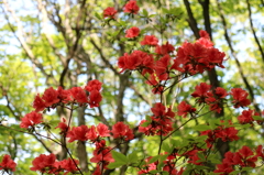 山つつじ