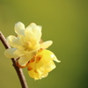 早春花